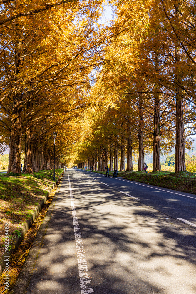 Obraz premium 滋賀県 紅葉したメタセコイア並木 