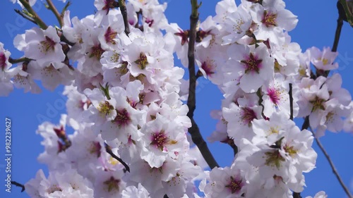 February bitter almond (Amygdalus communis) blossom, new pink flowers strewn the tree. Last year's fruits were preserved on the flowering branches. Symbol of virginity, purity and divinity art photo