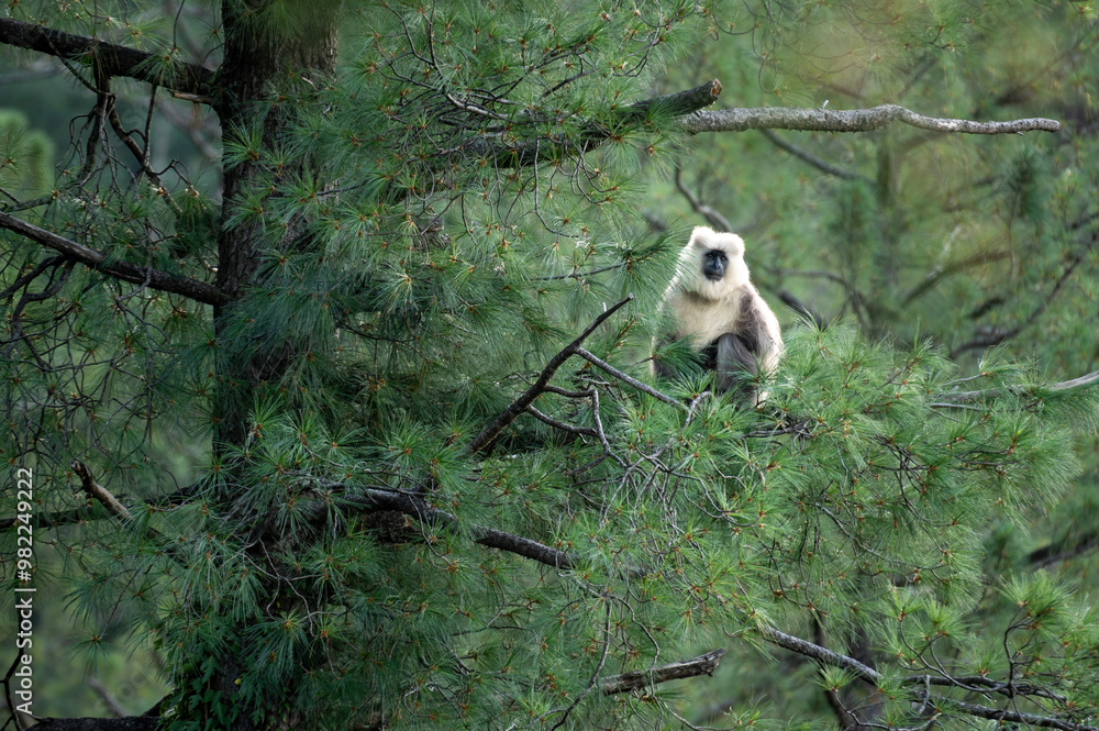 Himalayan Grey Langur in forest