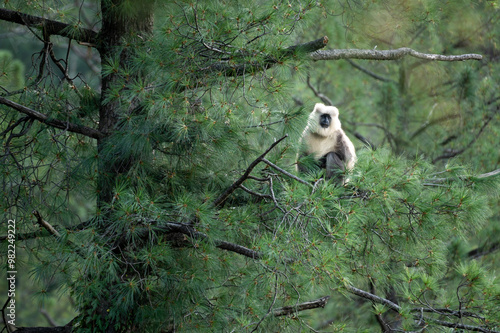 Obraz na płótnie Himalayan Grey Langur in forest w salonie