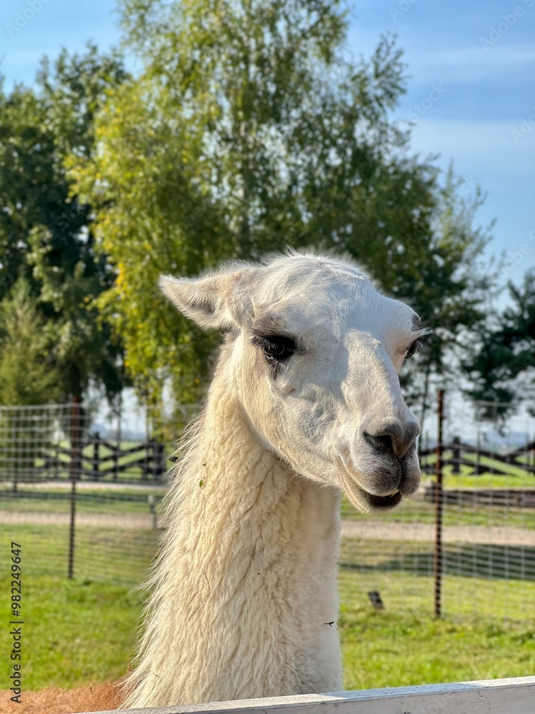 Obraz premium white flirtatious llama begs for food at zoo through fence