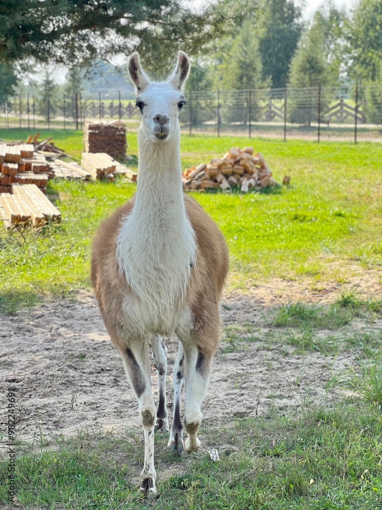 Naklejka premium white flirtatious llama begs for food at zoo through fence