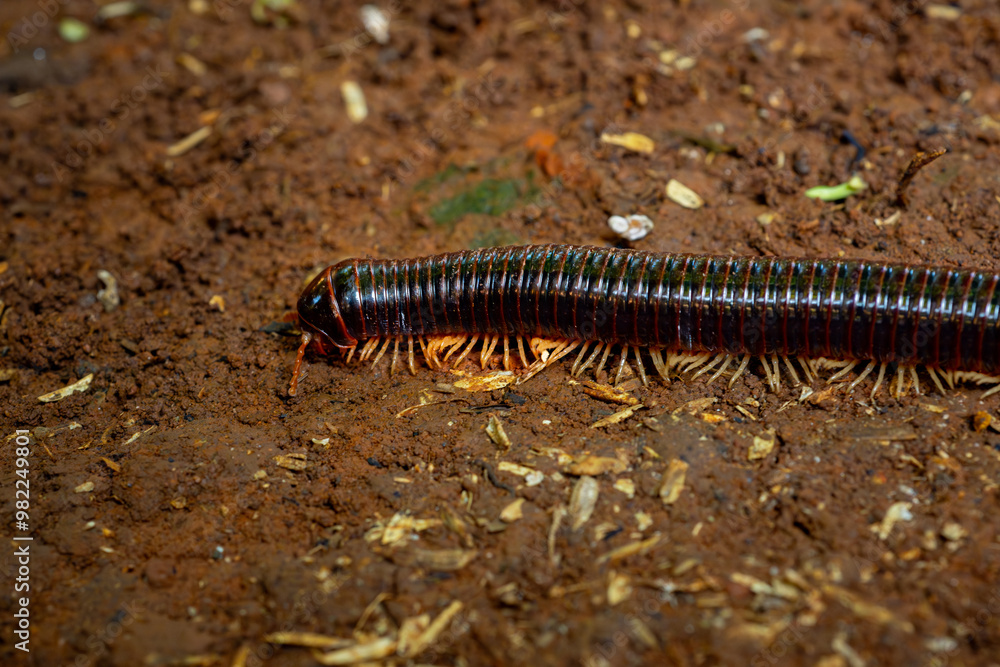Big tropical asian black milipede (Diplopoda), usually called luwing by the indonesians. it is crawling on red soil with many decaying leaves and fruits. Natural background
