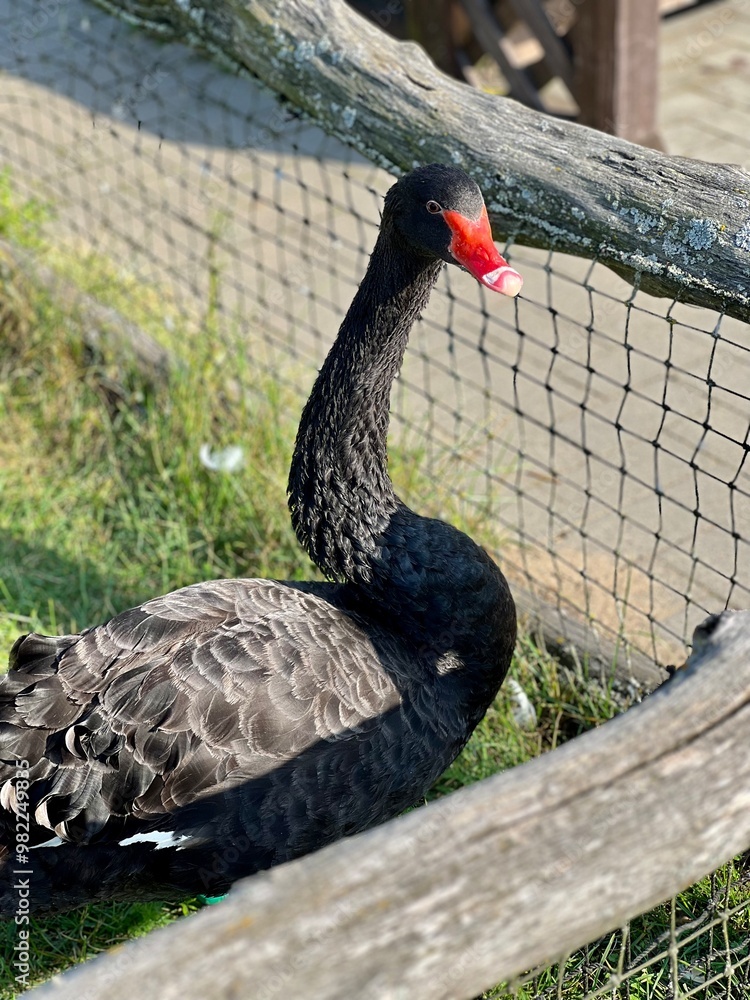 black swan in an enclosure on a summer day at the zoo black swan in an enclosure on a summer day at the zoo