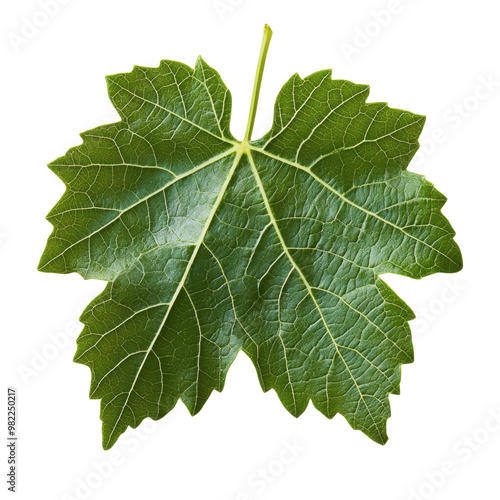 Vibrant Grape Leaf with Detailed Veins | Isolated on Transparent Background