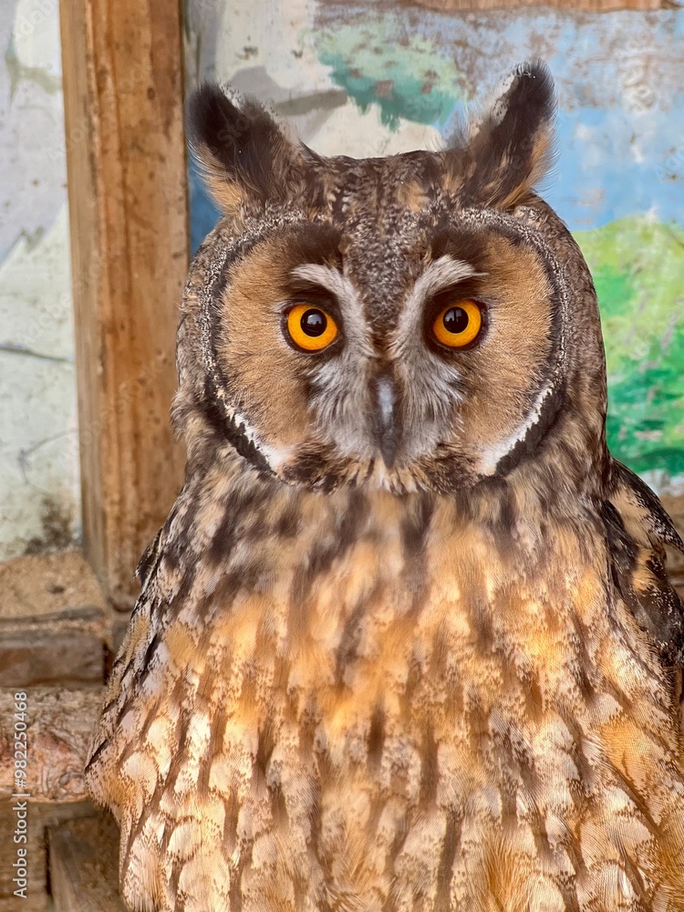 surprised owl portrait in zoo in aviary for birds motley with small ears with yellow eyes surprised owl portrait in zoo in aviary for birds motley with small ears with yellow eyes