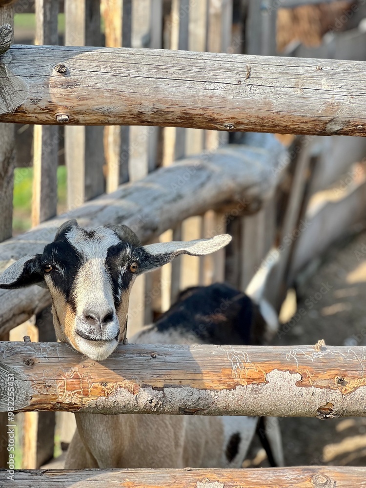 bully goats with hanging ears beg for food in a pen at a zoo against a background of green grass bully goats with hanging ears beg for food in a pen at a zoo against a background of green grass