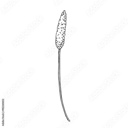 Plantain flower hand drawn sketch. Line drawn illustration of plantago. Template for medical label and cosmetics