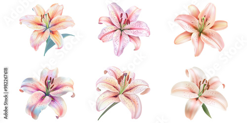 set of beautiful lily flower isolated on a white background