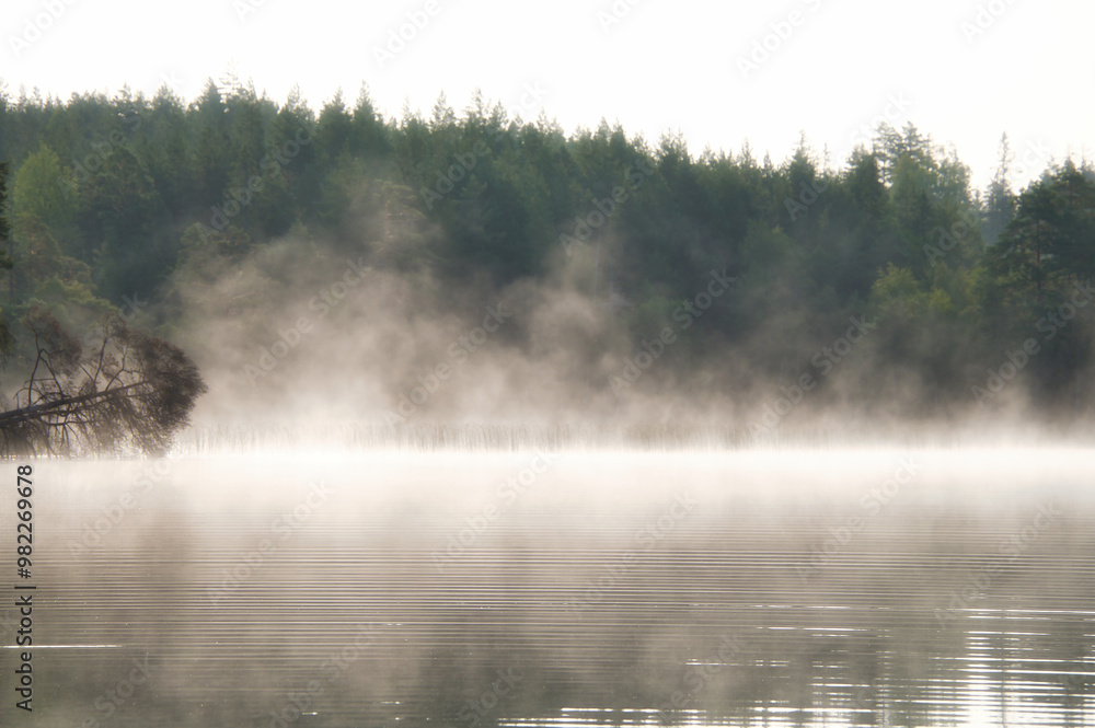 Fog damage over a lake in Sweden. Dead tree protruding into the water at dawn. Fog damage over a lake in Sweden. Dead tree protruding into the water at dawn.