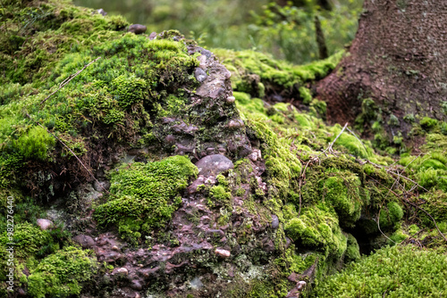 Détail d'un sous bois de forêt vosgienne avec rochers en grès et conglomérat recouvert de mousses photo