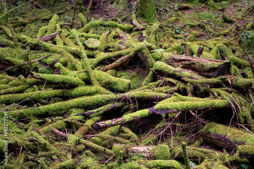 Branches mortes recouvertes de mousse dans un sous bois de forêt