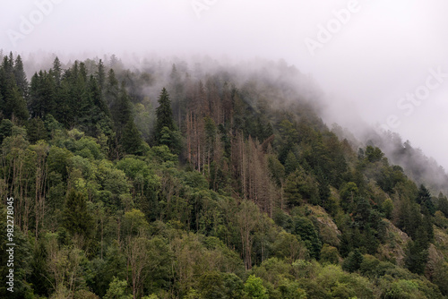 forêt vosgienne sur les pentes de montagne au milieu des brumes au dessus du Valtin