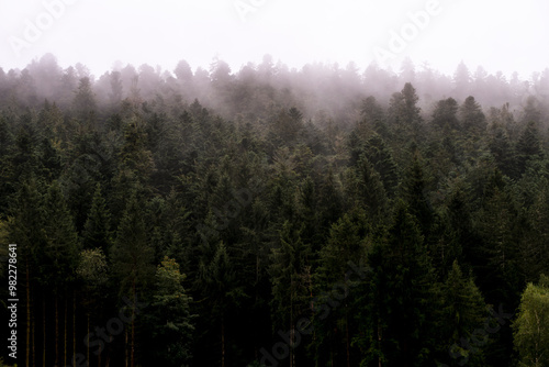 Forêt de sapins au milieu de la brume matinale