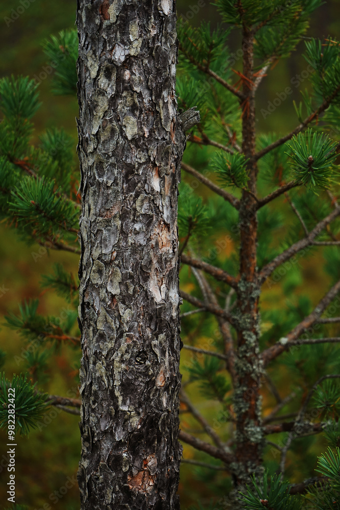 Close-up pine trunk against the background of a green Christmas tree in the forest