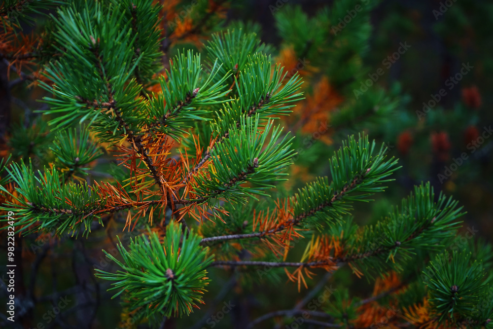 Fir branches close up against a background of green fir trees Fir branches close up against a background of green fir trees
