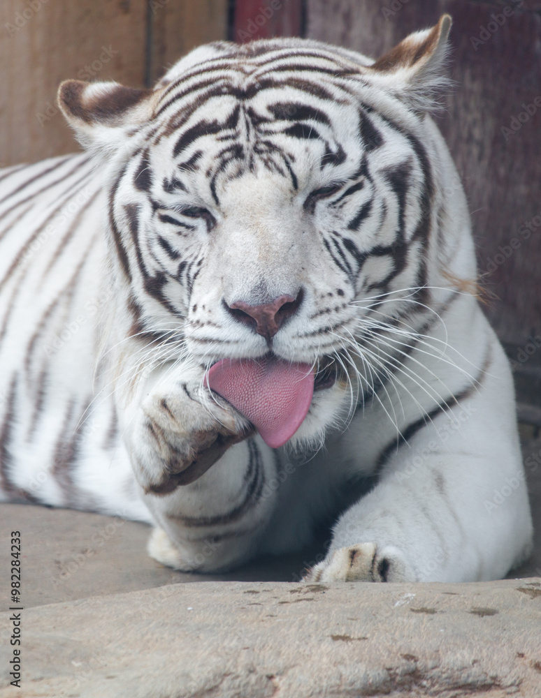 Fototapeta premium An albino tiger licks its paw
