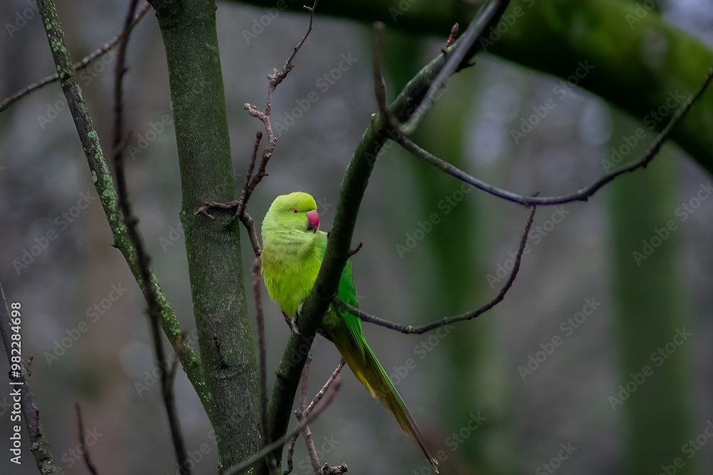 Parrot in the wild Parrot in the wild