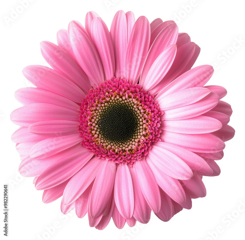 PNG Pink gerbera daisy in bright sunlight