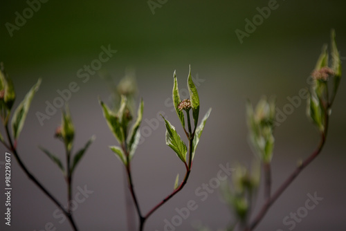 first leaves, young buds on tree branches in spring photo