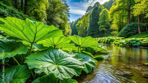 Giant green leaves of the butterbur plant grow verdantly along the forest's water's edge, their size and tone photo