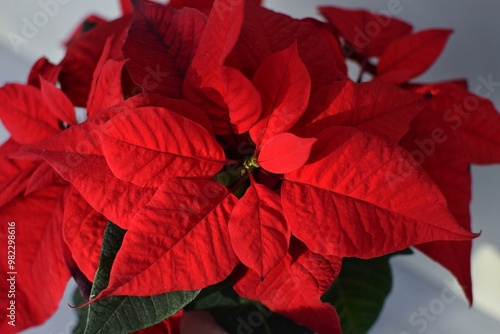 red poinsettia plant - christmas star