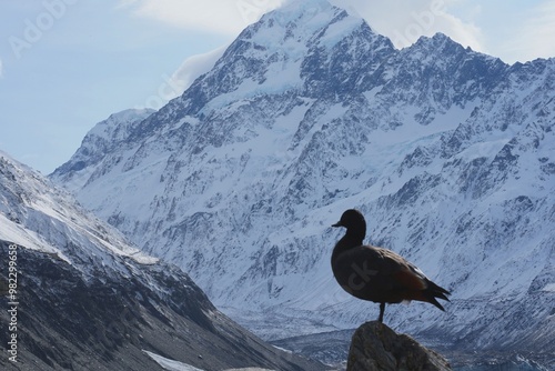 snowy mountains whit bird