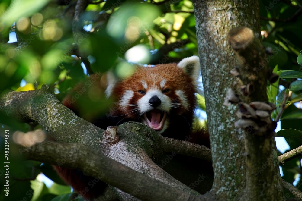 red panda in tree red panda in tree