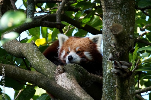 red panda in tree