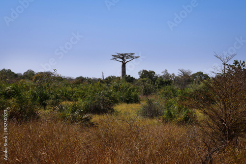 Madagascar. Albero di baobab photo