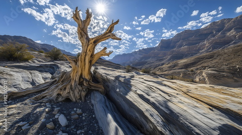 Ancient bristlecone pine on rocky terrain with canyon vista. Gnarled tree trunk against backdrop of layered cliffs and blue sky photo