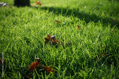 fallen leaves on grass