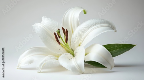 Elegant White Lily Flower on Soft Background