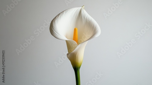 Elegant White Calla Lily on Simple Background