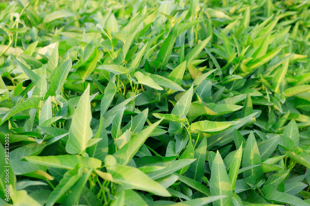 Water spinach plants at vegetable garden Water spinach plants at vegetable garden