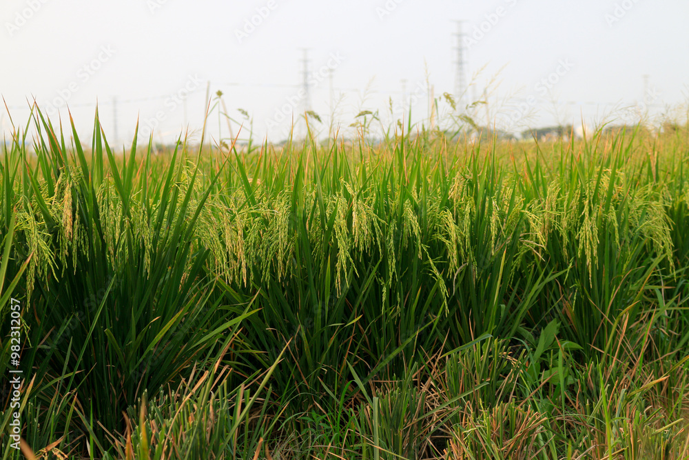 Fototapeta premium Rice fields or paddy field prepare the harvest. Close up of yellow green rice field