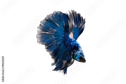 Photography Close-up of beautiful blue siamese fighting fish (betta splendens) halfmoon betta fish with isolated on transparent background