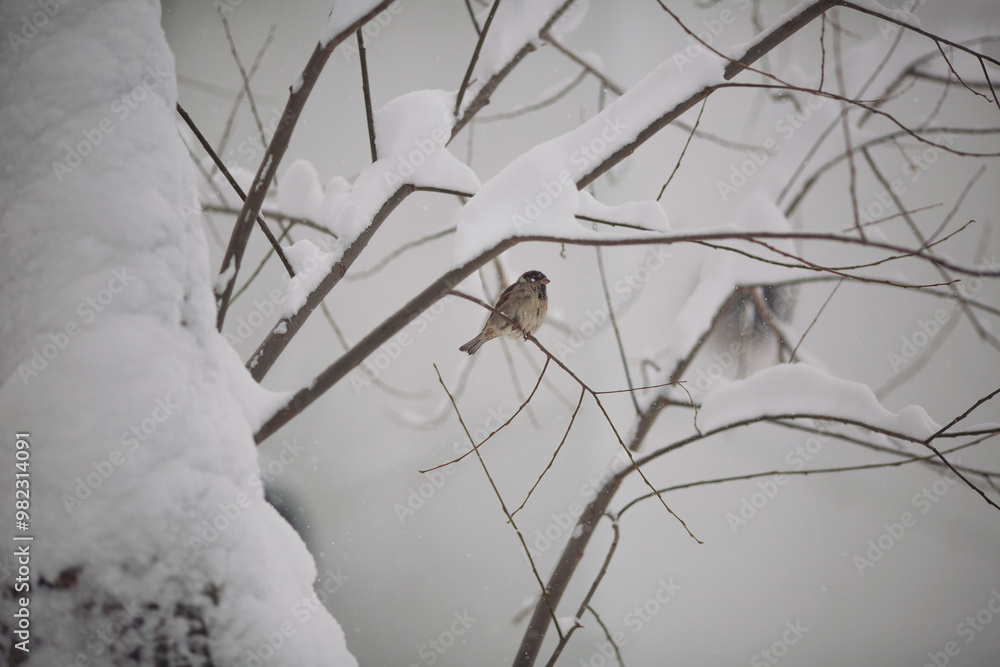 Ruffled little fluffy sparrows sit on the branches of a tree on a frosty sunny day. Birds. A Sparrow perched on a snow covered branch in winter. Bird on a branch in the snow. Winter Forest. Ruffled little fluffy sparrows sit on the branches of a tree on a frosty sunny day. Birds. A Sparrow perched on a snow covered branch in winter. Bird on a branch in the snow. Winter Forest.