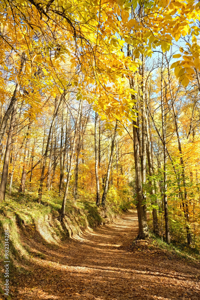 Fototapeta premium Beautiful autumn forest landscape. autumn trees with orange-yellow foliage and pathway, natural background. fall season. template for design.