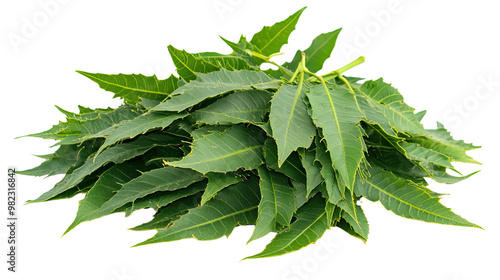 neem leaves on a white transparent background photo