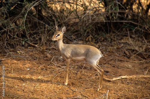 Dik dik de Kirk, Madoqua kirkii, Afrique de l'Est photo