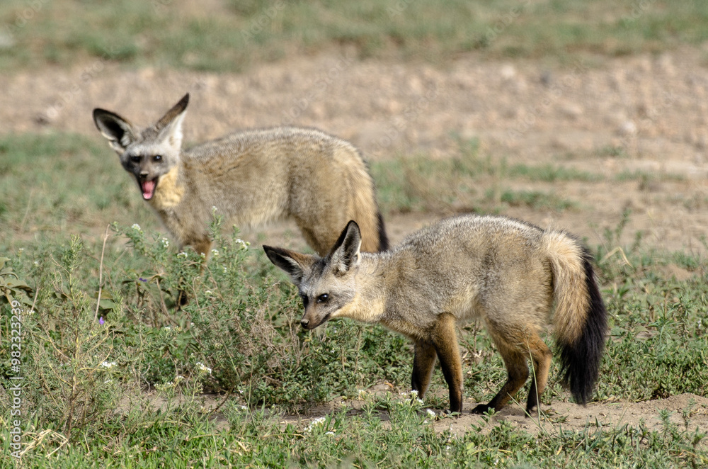 Obraz premium Otocyon, Otocyon megalotis, Afrique de l'Est