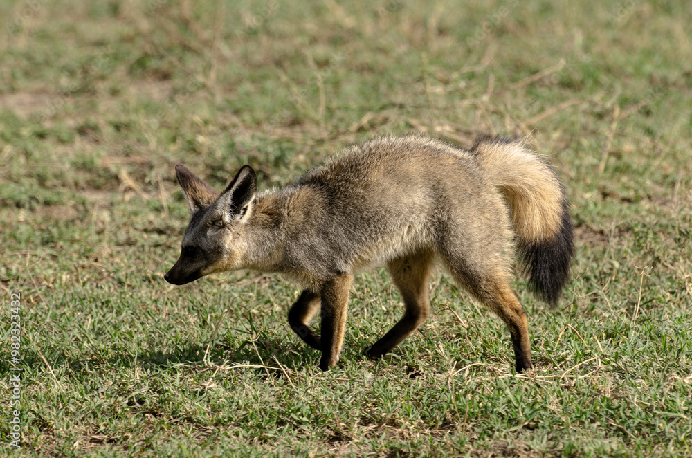 Otocyon, Otocyon megalotis, Afrique de l'Est Otocyon, Otocyon megalotis, Afrique de l'Est