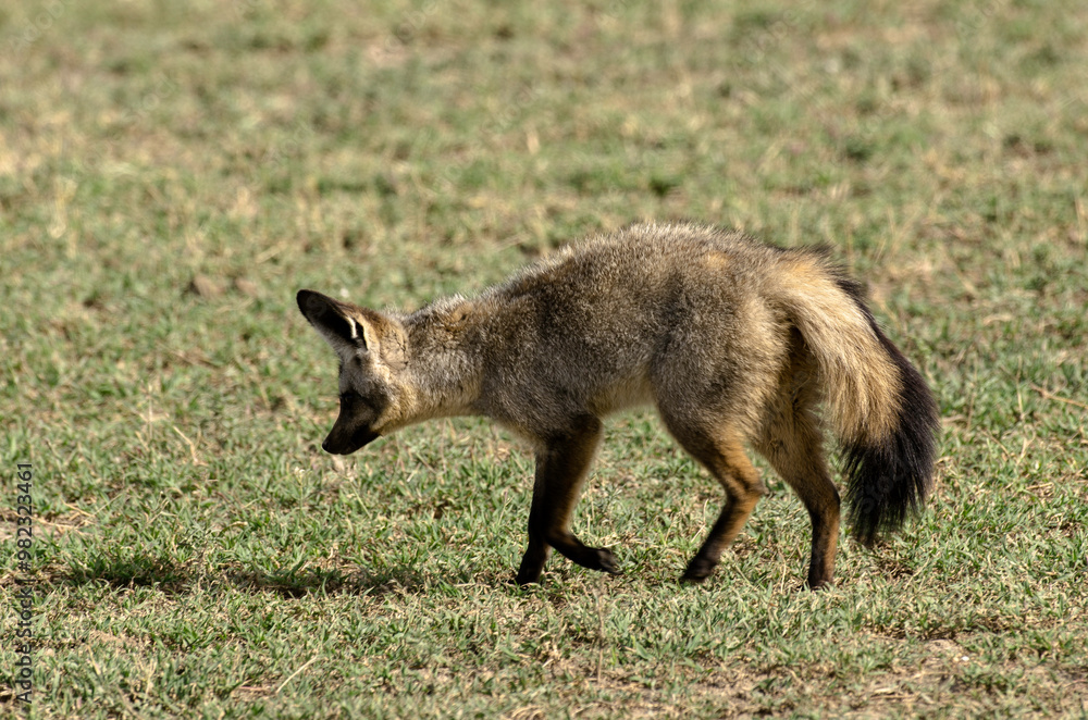 Otocyon, Otocyon megalotis, Afrique de l'Est Otocyon, Otocyon megalotis, Afrique de l'Est