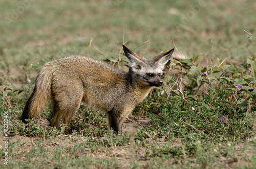 Otocyon, Otocyon megalotis, Afrique de l'Est photo