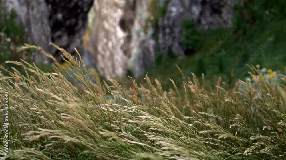Tall grass moved by wind with rocks in backbround. Wild nature. Super slow motion 4K Tall grass moved by wind with rocks in backbround. Wild nature. Super slow motion 4K