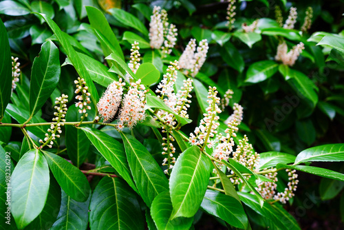 Close up of laurel flowers      