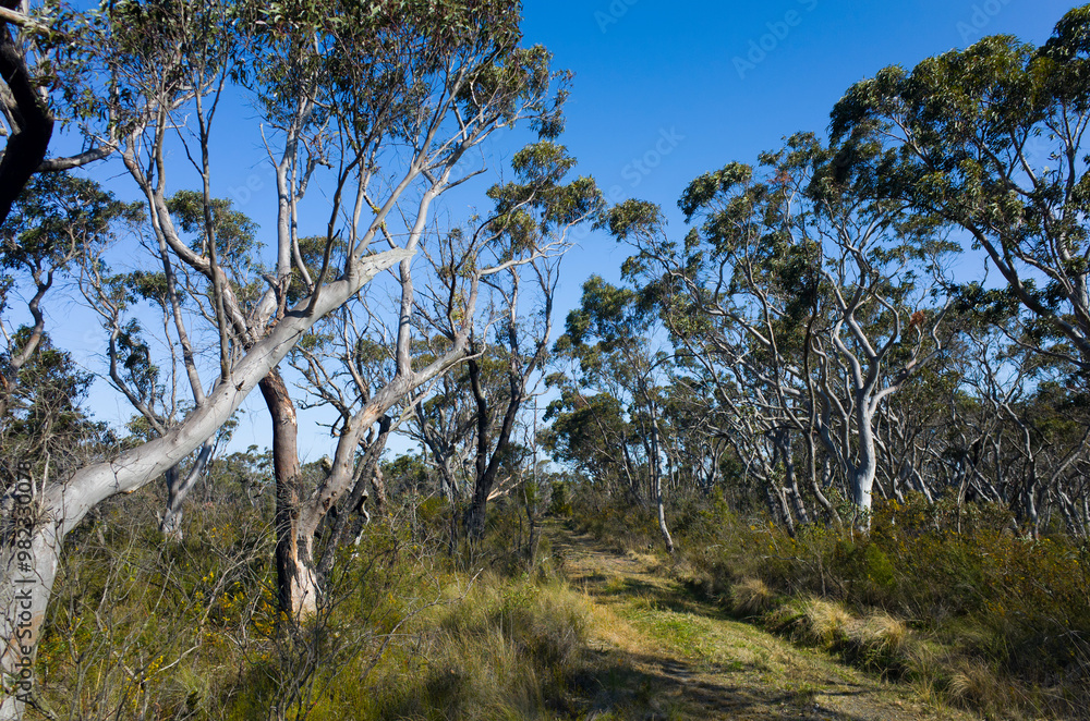 Sunny Path Through Australian Eucalyptus Forest Sunny Path Through Australian Eucalyptus Forest
