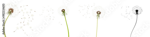 Closeup of fluffy white dandelion seedheads with wispy stems blowing in the wind against a simple green and white background in a peaceful summer meadow setting  Concept of fragility impermanence © R Studio