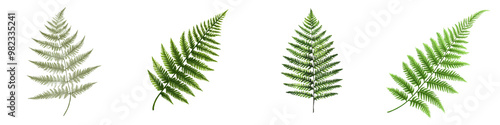 Vibrant green fern leaves forming a decorative natural frame Lush foliage backdrop with a serene botanical atmosphere Verdant sylvan and tranquil nature scene with a fresh organic feel